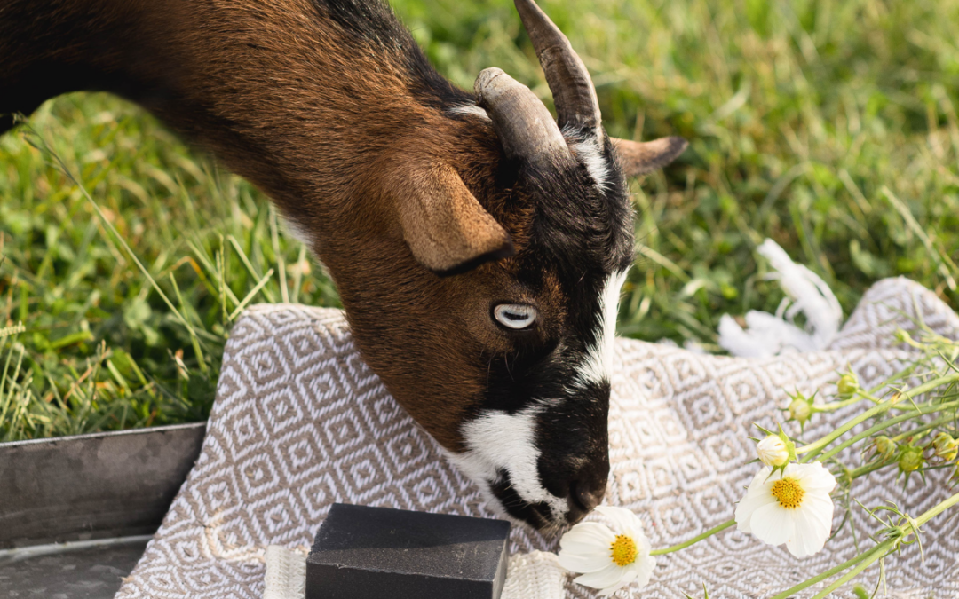 The Moisturizing Magic of Goat Milk Soap