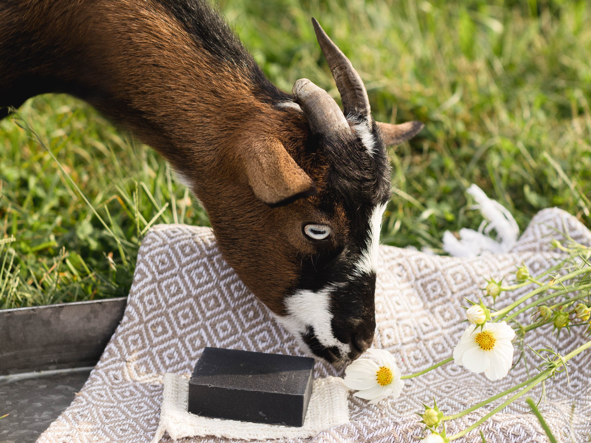 A goat looking down at a bar of Friendly Goods Lavender & Sage Goat Milk Soap on a blanket